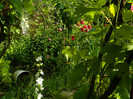DSCN6029