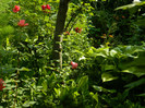 DSCN6031