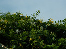 DSCN6033