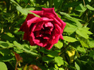 DSCN6036