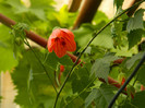 DSCN6047