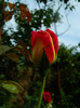 DSCN6071