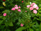 DSCN6083