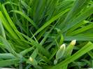 DSCN6096