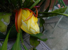 DSCN6126