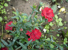 P1130980