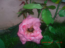 CIMG9239