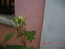 CIMG9242