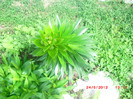 CIMG9264