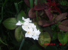 CIMG9268