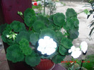 CIMG9284