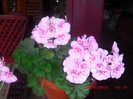 CIMG9305