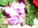 CIMG9311