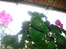 CIMG9334