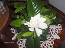 GARDENIA