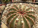 echinocereus_pulchellus_ssp.weinbergii_boboci