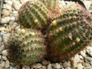 echinocereus_pulchellus_ssp.sharpii_boboci in formare