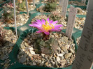 echinocereus_knippelianus_ssp.reyesii_GL 507