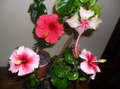 Hibiscus grup