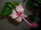 Hibiscus Rowenas Weeding