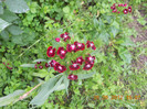 DSCN1111