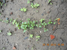 DSCN1104