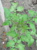 DSCN1109