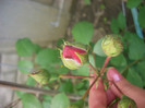 CIMG5236