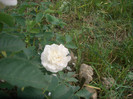 Catarator alb necunoscut