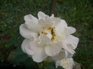 CIMG5251
