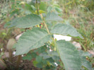 CIMG5252