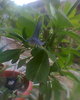 agnitus australis albastru