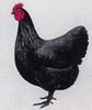 Australorp Female Standard