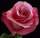 beauty-by-the-oger-rose