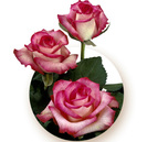 bicolor-pink-rose-classic-cezanne
