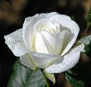 trandafir-alb-cu-roua-tags-petale-unic-trandafir-atentie