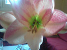 Amaryllis San Remo1
