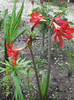 Amaryllis de gradina