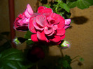 DSCN6237