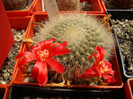 Rebutia sp