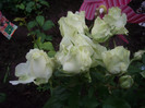 IMGP2673
