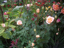 IMGP2688