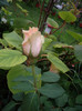 IMGP2689