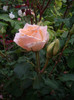IMGP2690