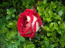 IMGP2695
