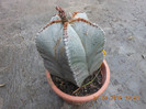 Picture 006