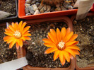 Rebutia flavistyla