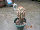 Picture 011