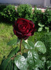 IMGP2715