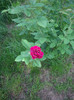 IMGP2716